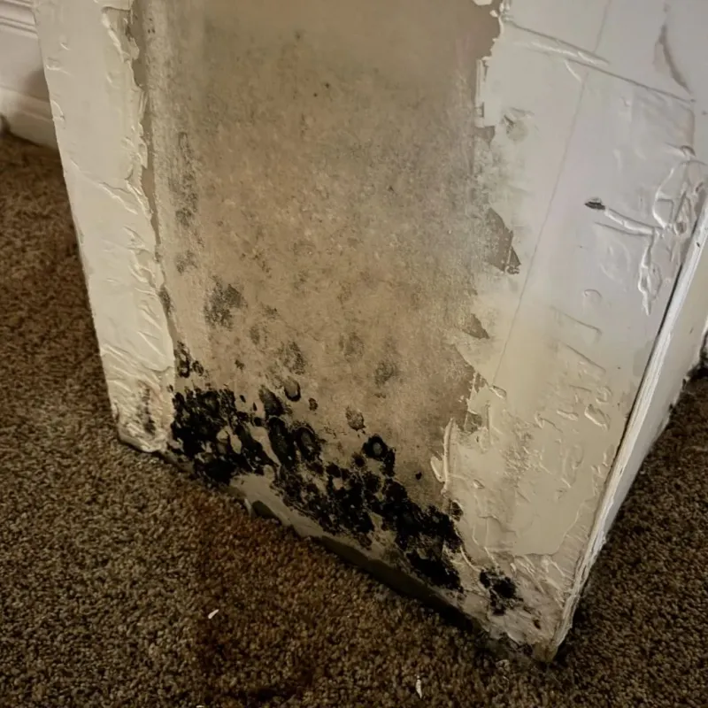 Professional Mold Removal in Shelby, NC